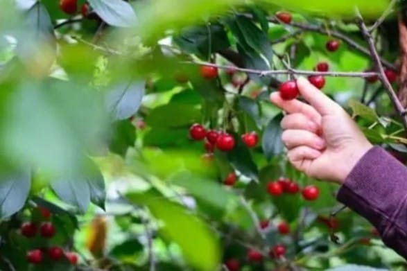 This article gives an an idea how "cherry-picking is used in in colloquial language. It also contains some interesting phrases to memorize.